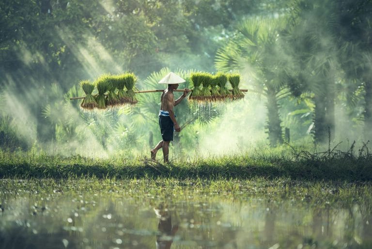 văn hóa lúa nước