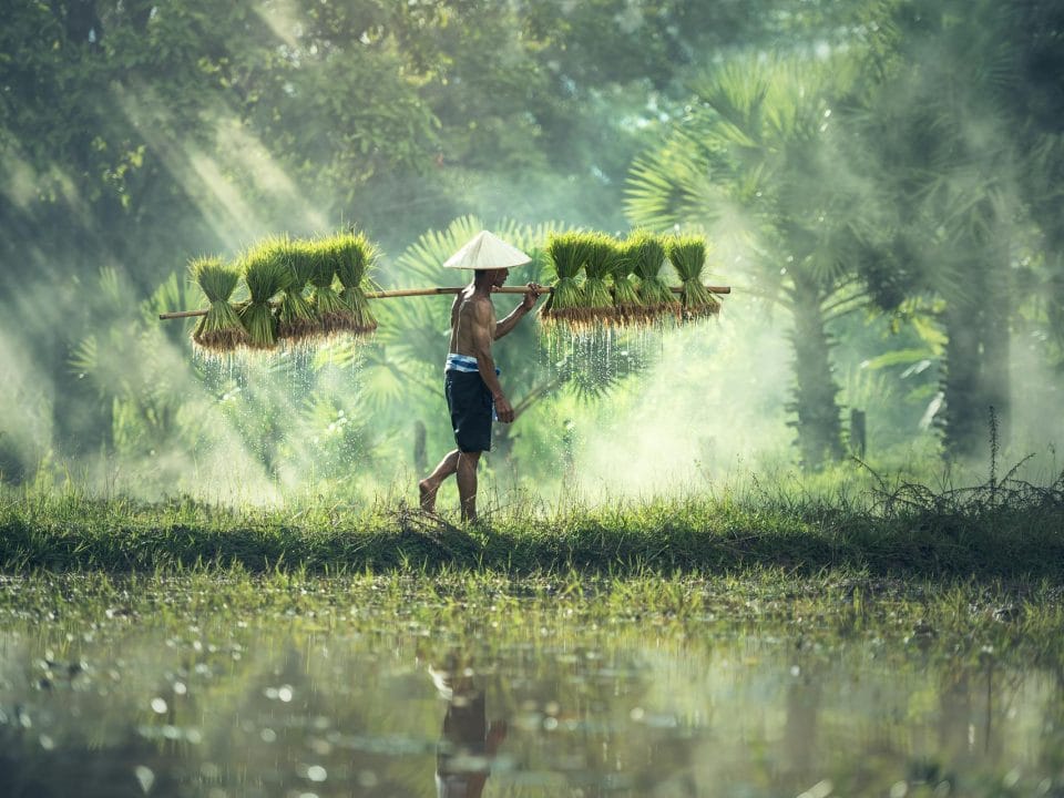 văn hóa lúa nước