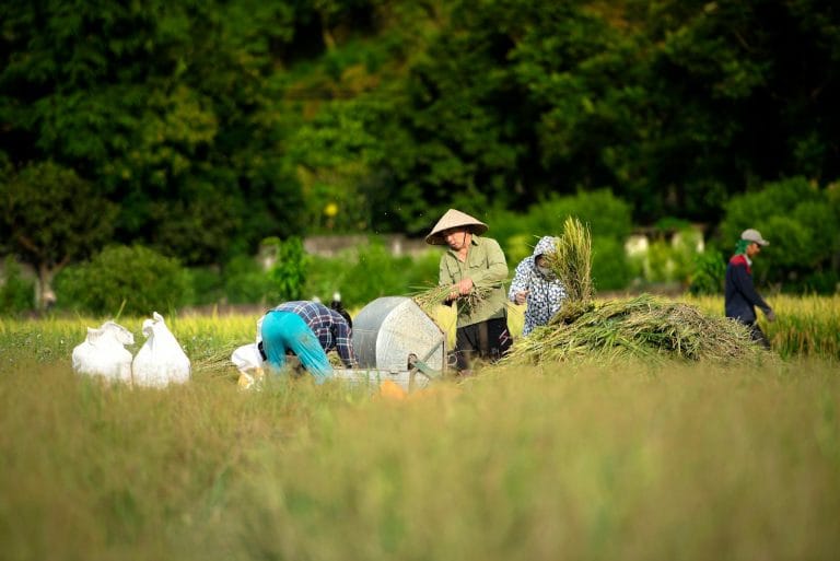 văn hóa việt